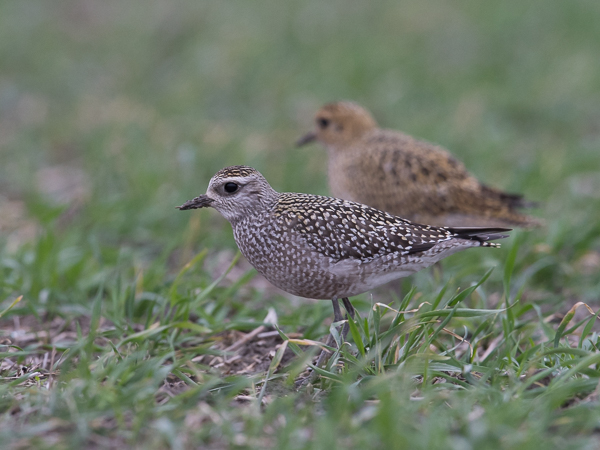 Amerikankurmitsa, American Golden Plover, Pluvialis dominica